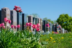 Aligned,Tombstones,In,A,Cemetery,With,Pink,Tulips,In,Front