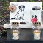 Dog's,Memorial,With,Candles,And,A,Red,Rose,In,A