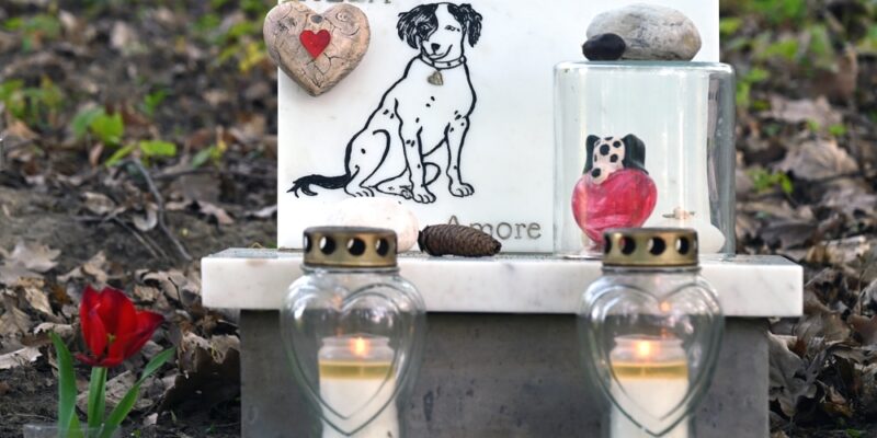 Dog's,Memorial,With,Candles,And,A,Red,Rose,In,A